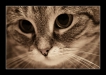 Thumbnail sepia_cat_by_nostromo426.jpg 